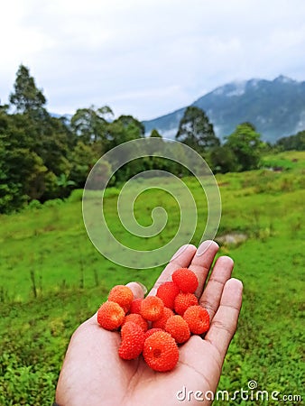 Indonesian native berry Stock Photo